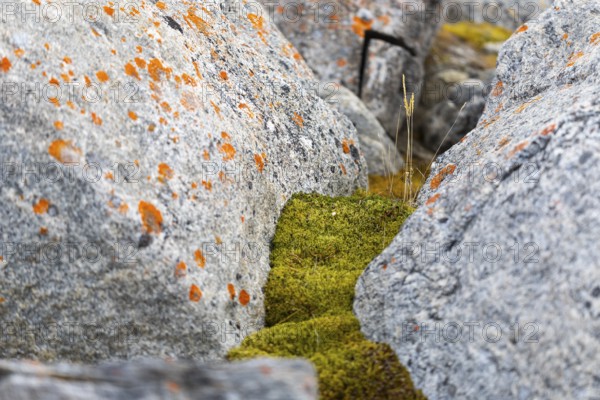 (Caloplaca biatorina), lichen, rock, moss, Spitsbergen, Svalbard