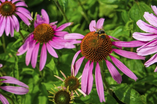 Inflorescence of the purple coneflower (Echinacea purpurea) with bumblebee