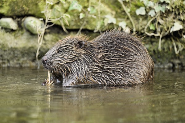 Eurasian beaver, European beaver (Castor fibre), eating grass in the water, Canton Zug, Switzerland