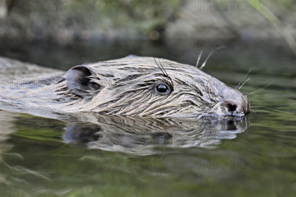 Eurasian beaver, European beaver (Castor fibre), swimming in a stream, Canton Zug, Switzerland