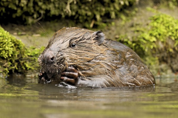 Eurasian beaver, European beaver (Castor fibre), feeding in the water, Canton Zug, Switzerland
