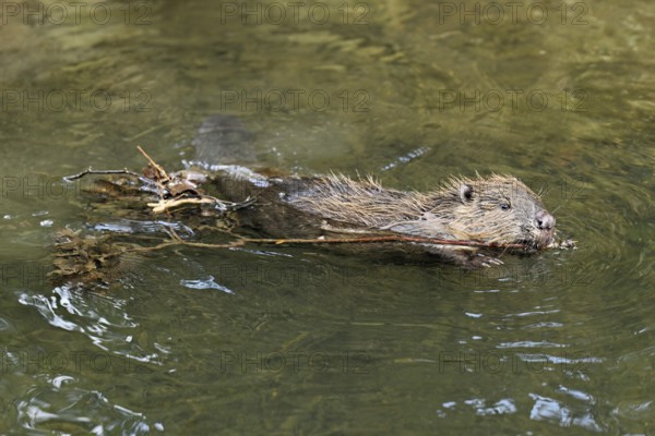 Eurasian beaver, European beaver (Castor fibre), swimming in a stream with a branch in its mouth, Canton Zug, Switzerland