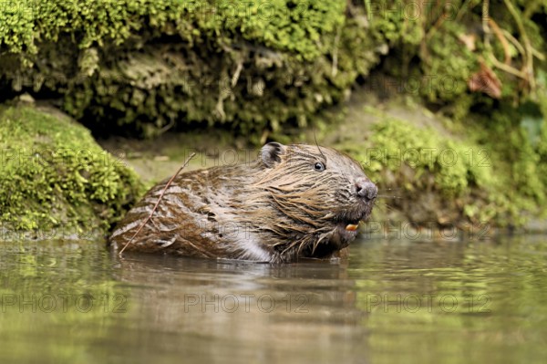 Eurasian beaver, European beaver (Castor fibre), sitting in water, Canton Zug, Switzerland