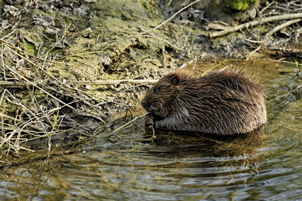 Eurasian beaver, European beaver (Castor fibre), feeding on the shore, Canton Zug, Switzerland