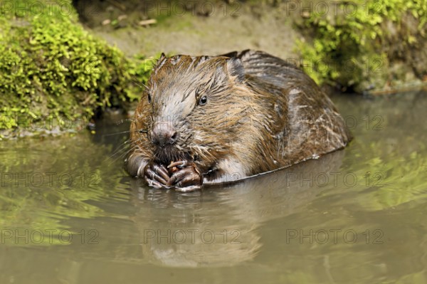Eurasian beaver, European beaver (Castor fibre), eating an acorn in the water, Canton Zug, Switzerland