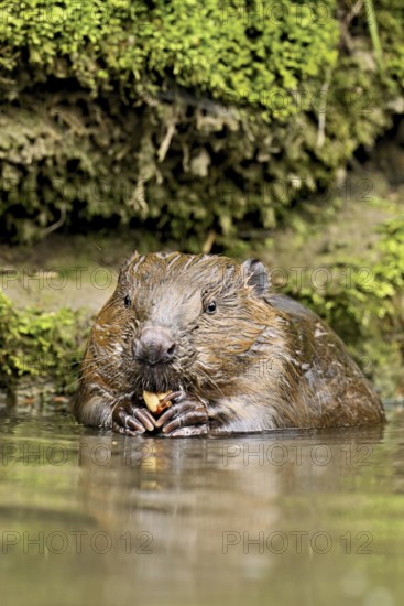 Eurasian beaver, European beaver (Castor fibre), eating an acorn in the water, Canton Zug, Switzerland