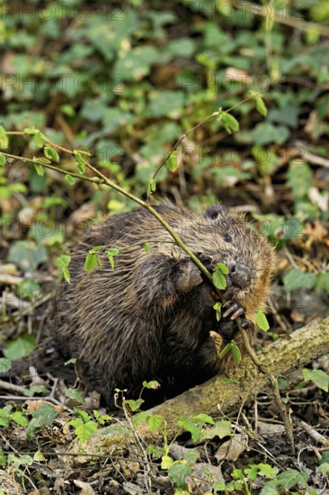 Eurasian beaver, European beaver (Castor fibre), eating leaves on the bank of a stream, Canton Zug, Switzerland
