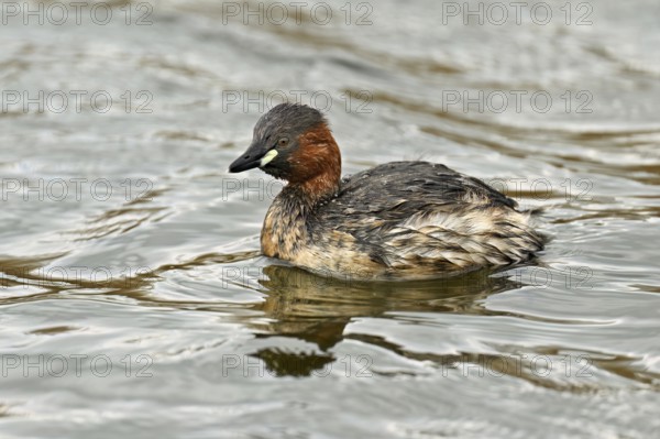 Red-breasted merganser (Mergellus albellus), adult swimming, Flachsee nature reserve, Canton Aargau, Switzerland