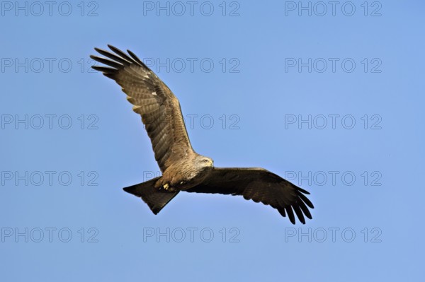 Black Kite (Milvus migrans), in flight, lower view, Flachsee nature reserve, Freiamt, Canton Aargau, Switzerland
