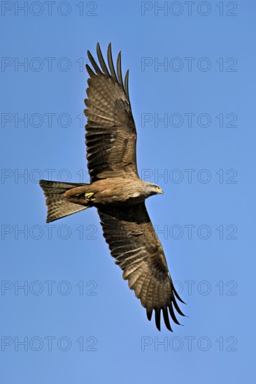 Black Kite (Milvus migrans), in flight, lower view, Flachsee nature reserve, Freiamt, Canton Aargau, Switzerland