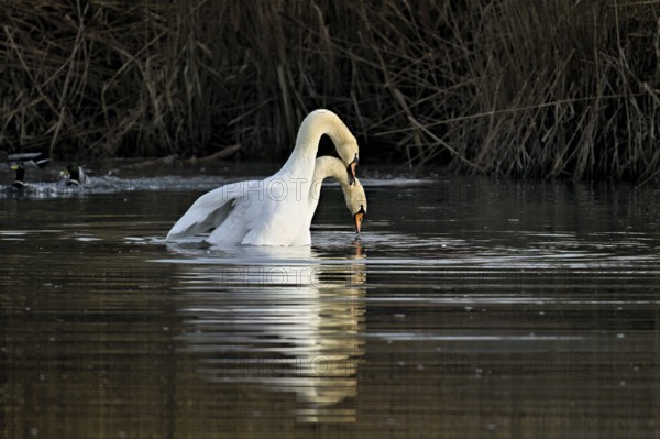 Mute swans (Cygnus olor), mating, copula, Flachsee nature reserve, Freiamt, Canton Aargau, Switzerland