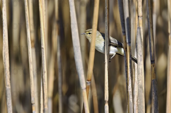 Willow Warbler (Phylloscopus trochilus), male sitting in reeds, Flachsee nature reserve, Freiamt, Canton Aargau, Switzerland