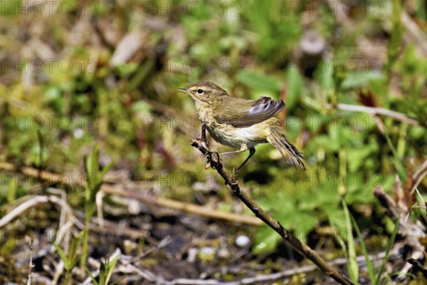 Willow Warbler (Phylloscopus trochilus), male sitting on a branch, Flachsee nature reserve, Freiamt, Canton Aargau, Switzerland