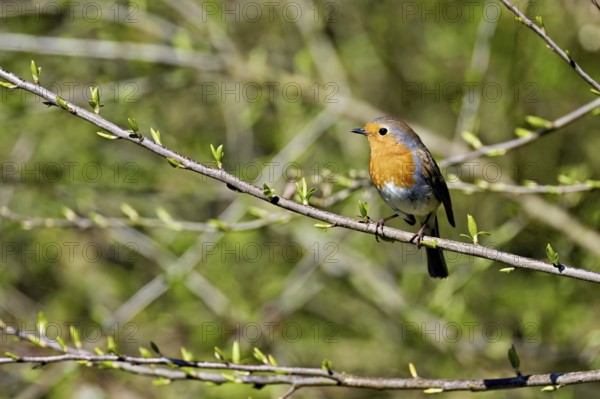 Robin (Erithacus rubecula), sitting on a branch, Flachsee nature reserve, Freiamt, Canton Aargau, Switzerland