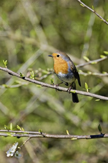 Robin (Erithacus rubecula), sitting on a branch, Flachsee nature reserve, Freiamt, Canton Aargau, Switzerland