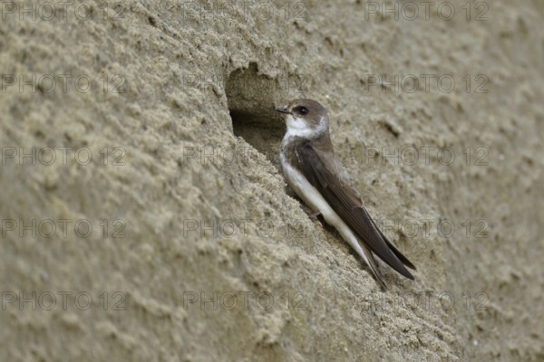 Sand martin (Riparia riparia), sitting on a steep sand wall in front of its breeding tube, Reussegg nature reserve, Canton Aargau, Switzerland