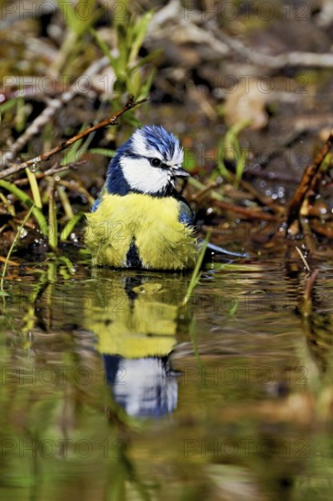 Blue tit (Cyanistes caeruleus) bathing in the shallow water of a stream, Flachsee nature reserve, Freiamt, Canton Aargau, Switzerland