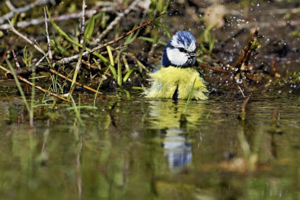 Blue tit (Cyanistes caeruleus) bathing in the shallow water of a stream, Flachsee nature reserve, Freiamt, Canton Aargau, Switzerland