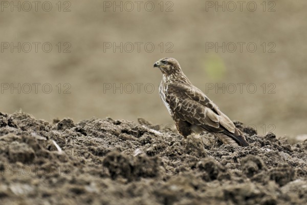 Common buzzard (Buteo buteo), standing in a field, Flachsee nature reserve, Freiamt, Canton Aargau, Switzerland