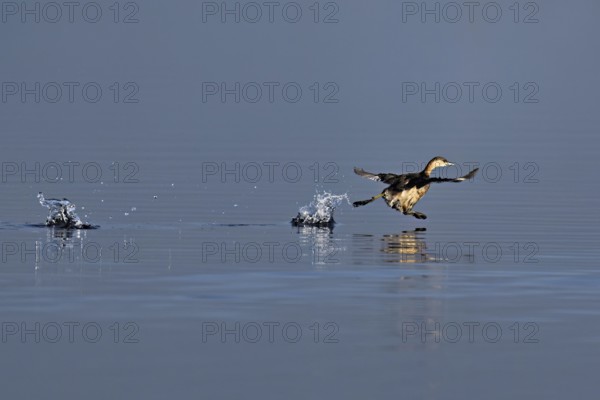 Red-breasted merganser (Mergellus albellus), adult animal walking over water, Flachsee nature reserve, Canton Aargau, Switzerland