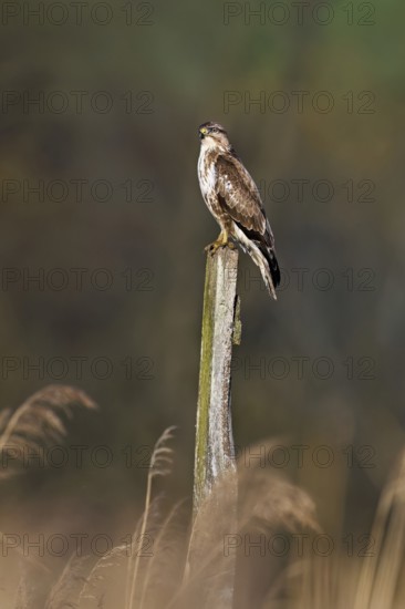 Common buzzard (Buteo buteo), standing on a post, Flachsee nature reserve, Freiamt, Canton Aargau, Switzerland