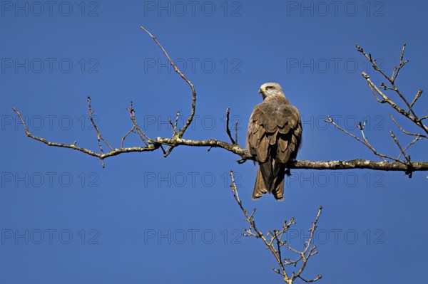 Black Kite (Milvus migrans), sitting on a branch, Flachsee nature reserve, Freiamt, Canton Aargau, Switzerland