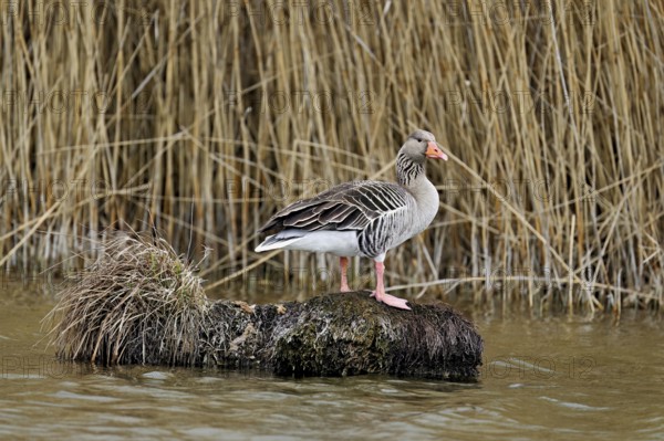Greylag goose (Anser anser), standing on a rootstock, Flachsee nature reserve, Freiamt, Canton Aargau, Switzerland