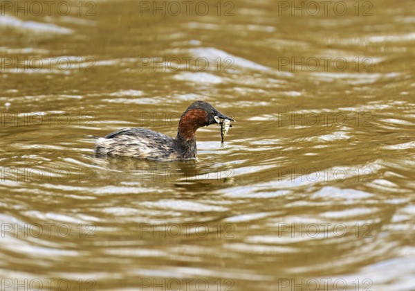 Red-breasted merganser (Mergellus albellus), adult swimming with fish in its beak, Flachsee nature reserve, Canton Aargau, Switzerland