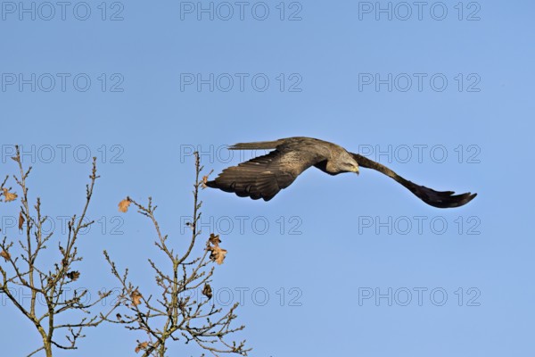 Black Kite (Milvus migrans), in flight, Flachsee nature reserve, Freiamt, Canton Aargau, Switzerland