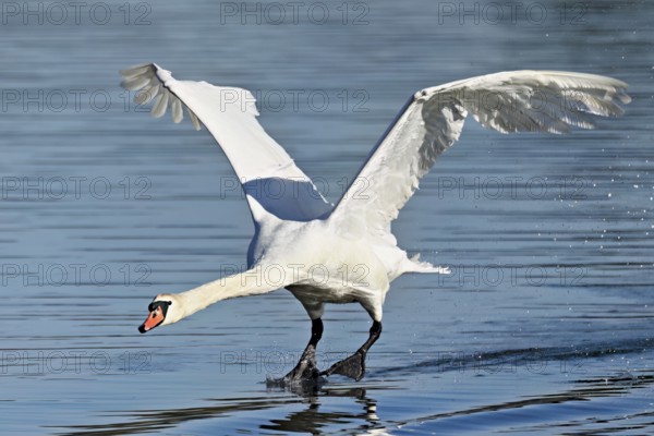 Mute swan (Cygnus olor), on landing approach, Flachsee nature reserve, Freiamt, Canton Aargau, Switzerland