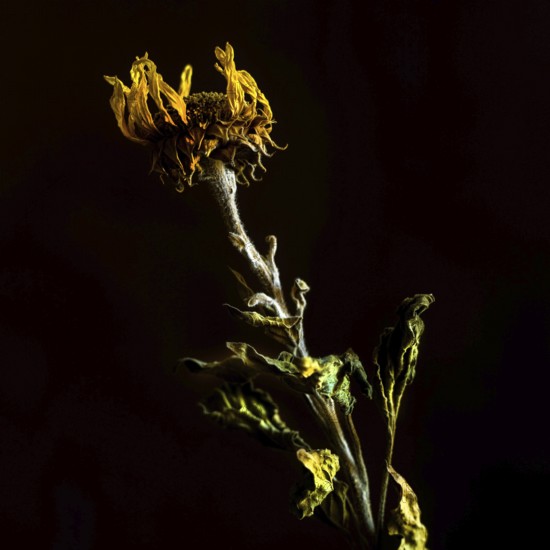 A dried sunflower stands elegantly with its withered petals and textured stem, capturing the beauty of decay against a stark black backdrop. The contrast highlights its unique features