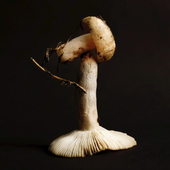 A close-up view highlights the intricate details of mushrooms, standing out against a black background. The natural forms exhibit textures and shapes that reflect the beauty of fungi