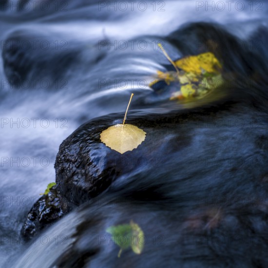 Bright yellow and orange leaves rest on smooth rocks in a slow-moving stream. The water flows softly around them, creating a peaceful autumn atmosphere filled with vibrant colors