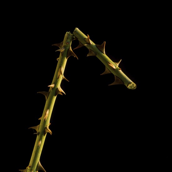 Close-up view highlights a thorny branch with bright yellow-green hues emphasizing intricate details and natural defenses, set against a contrasting dark background showcasing nature's beauty