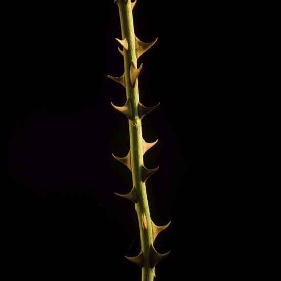 A vertical stem of a thorny plant with sharp spikes stands illuminated against a dark backdrop, emphasizing its unique structure and the intricate details of its design
