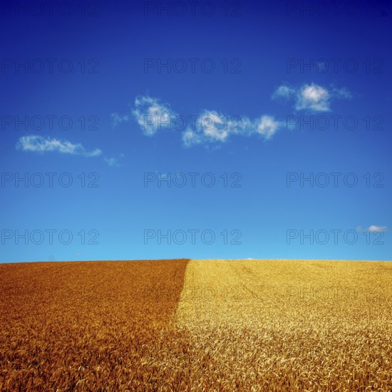 Golden wheat fields contrast with freshly plowed earth under clear blue skies during a sunny day. Limagne Plain. Puy de Dome. Auvergne Rhone Alpes. France