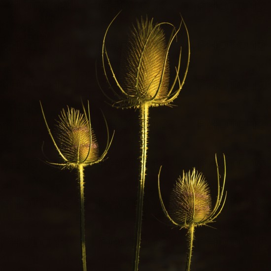 Elegant golden thistle plants stand tall against a dark backdrop, highlighting their unique shapes and textures in the soft light, creating a striking contrast in visual aesthetics
