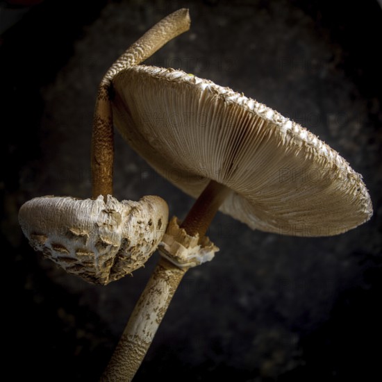 Two distinct mushrooms, showcasing a rich texture and intricate gills, stand out strikingly atop a deep black surface, highlighting their natural beauty