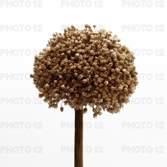 Natural dried garlic (allium) flower showcasing intricate details and organic textures in a minimalist setting