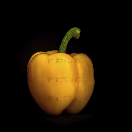 A yellow bell pepper is prominently placed against a black background, highlighting its smooth skin and curved stem