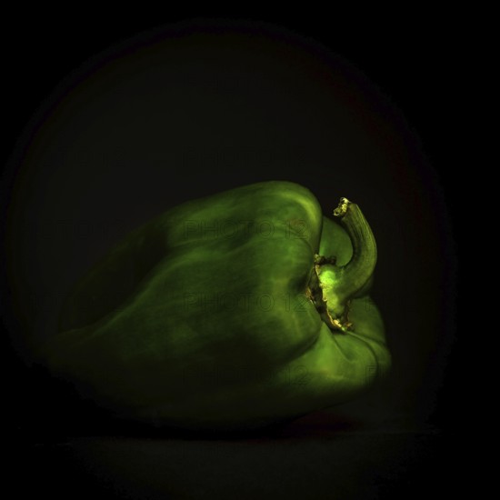 A vivid green bell pepper sits quietly on a black background, emphasizing its rich color and smooth texture. The simple composition highlights the pepper's natural beauty and freshness