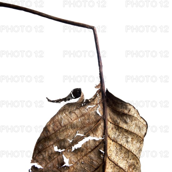 A close-up view of a dried leaf reveals its delicate textures and patterns. The intricate design is highlighted against a simple white background, emphasizing the beauty of nature