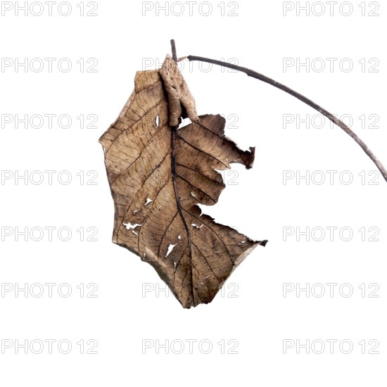 A dry leaf hangs from a slender branch, displaying intricate textures and patterns against a softly textured background. This captures the essence of autumn's transition