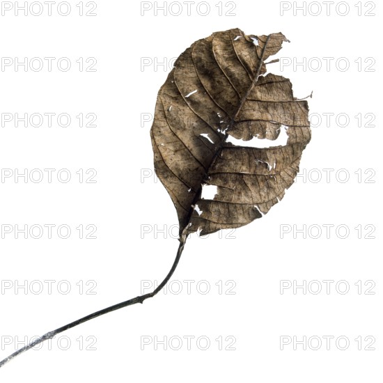 A dry leaf displays intricate textures against a muted background, highlighting its organic details. The leaf's faded color and unique contours emphasize the beauty of natural decay
