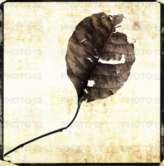 A dry leaf rests against a textured background, showcasing intricate details of its surface and edges. The composition reflects the beauty of nature's cycles and the passage of time