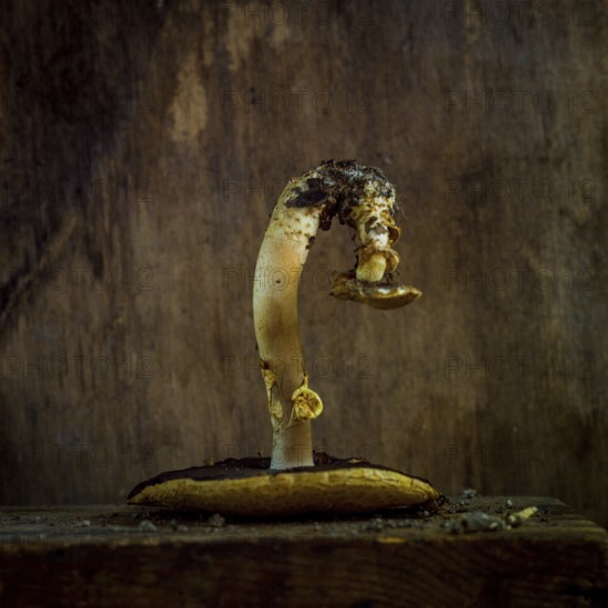 Mushroom with curved stem and cap on textured brown background showcasing natural beauty and form