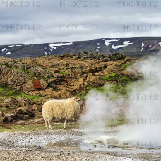 Free-range sheep, sulphur vapour, Hveravellir geothermal area, Icelandic highlands, Suðurland, Sudurland, Iceland