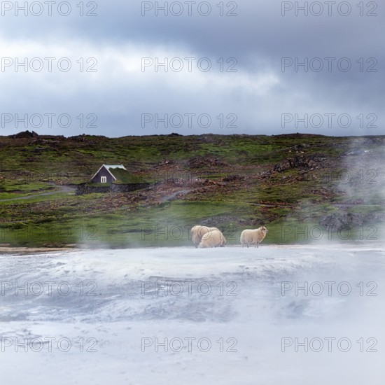Free-range sheep on sinter terraces, sulphur vapour, Hveravellir geothermal area, Icelandic highlands, Suðurland, Sudurland, Iceland