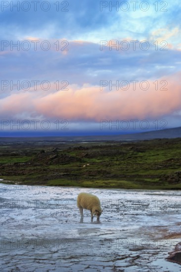Free-range sheep on sinter terrace, evening sky, Hveravellir geothermal area, Icelandic highlands, Suðurland, Sudurland, Iceland