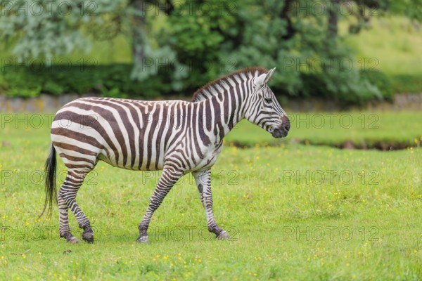 A Grant's zebra (Equus quagga boehmi) stands in a green meadow. Kenya